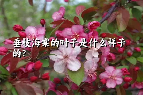 垂枝海棠的叶子是什么样子的？