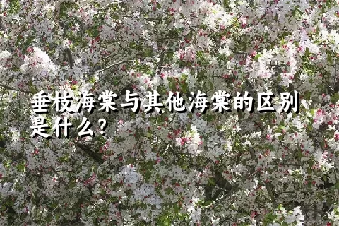 垂枝海棠与其他海棠的区别是什么？