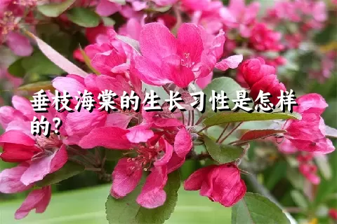 垂枝海棠的生长习性是怎样的？