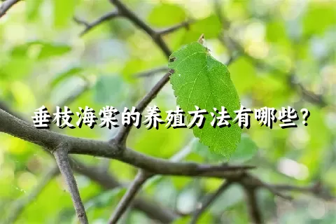 垂枝海棠的养殖方法有哪些？