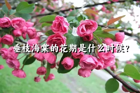 垂枝海棠的花期是什么时候？