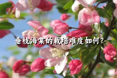 垂枝海棠的栽培难度如何？