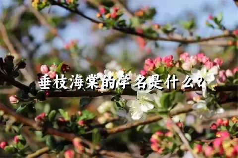 垂枝海棠的学名是什么？