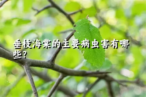 垂枝海棠的主要病虫害有哪些？