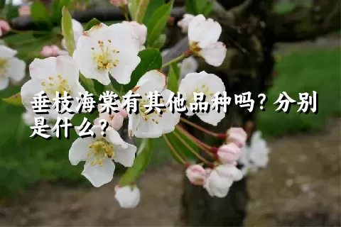 垂枝海棠有其他品种吗？分别是什么？