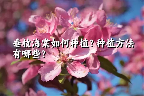 垂枝海棠如何种植？种植方法有哪些？