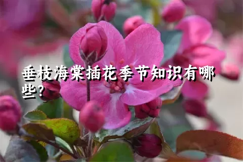 垂枝海棠插花季节知识有哪些？