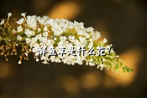 醉鱼草是什么花？