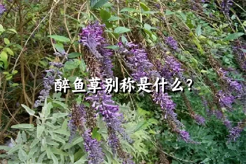 醉鱼草别称是什么？