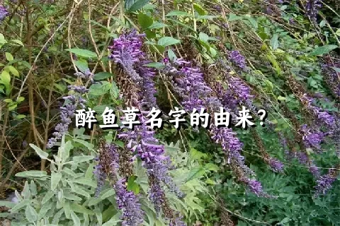 醉鱼草名字的由来？