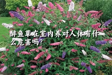 醉鱼草在室内养对人体有什么危害吗？