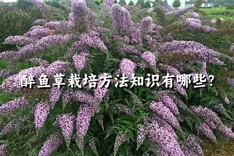 醉鱼草栽培方法知识有哪些？