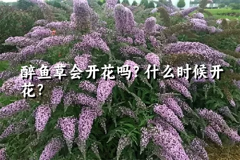 醉鱼草会开花吗？什么时候开花？