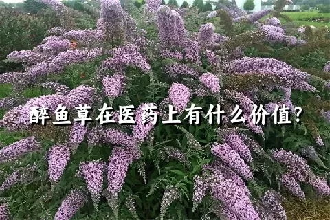 醉鱼草在医药上有什么价值？