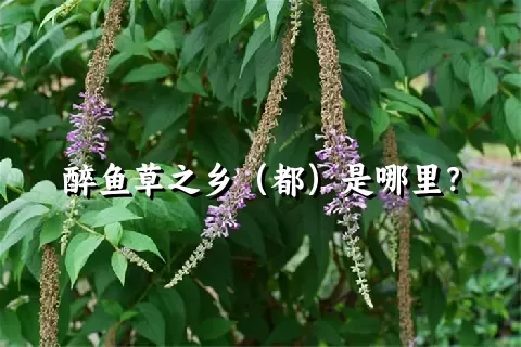 醉鱼草之乡（都）是哪里？