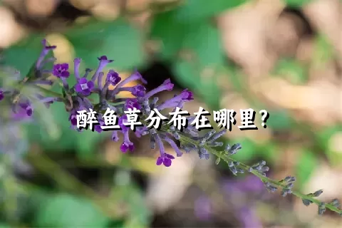 醉鱼草分布在哪里?