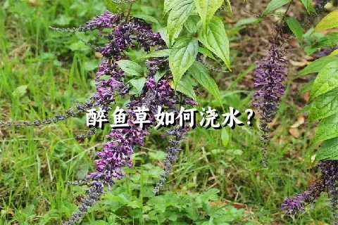 醉鱼草如何浇水？