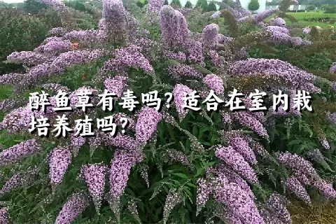 醉鱼草有毒吗？适合在室内栽培养殖吗？