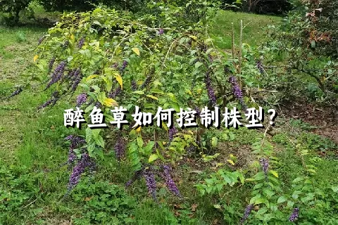 醉鱼草如何控制株型？