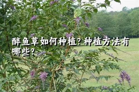 醉鱼草如何种植？种植方法有哪些？