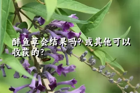 醉鱼草会结果吗？或其他可以收获的？