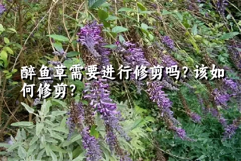 醉鱼草需要进行修剪吗？该如何修剪？