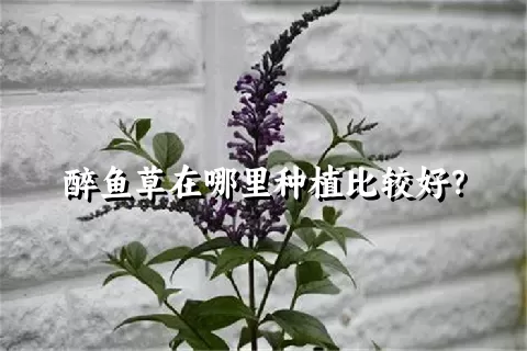 醉鱼草在哪里种植比较好？