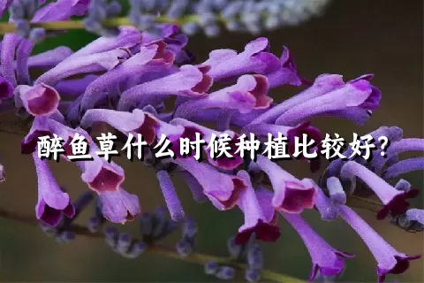 醉鱼草什么时候种植比较好？