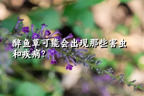 醉鱼草可能会出现那些害虫和疾病？