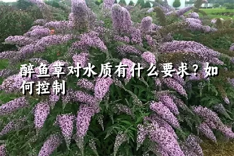 醉鱼草对水质有什么要求？如何控制