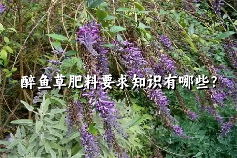 醉鱼草肥料要求知识有哪些？