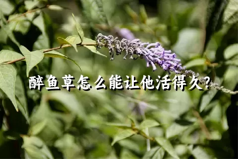 醉鱼草怎么能让他活得久？