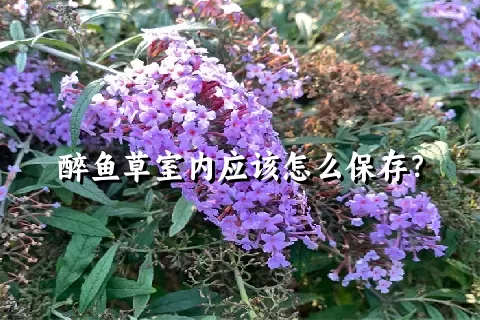 醉鱼草室内应该怎么保存？