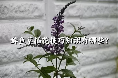 醉鱼草插花技巧知识有哪些？