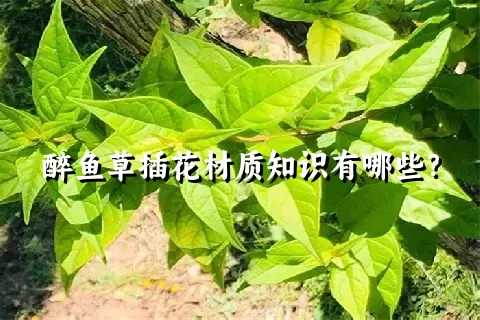 醉鱼草插花材质知识有哪些？