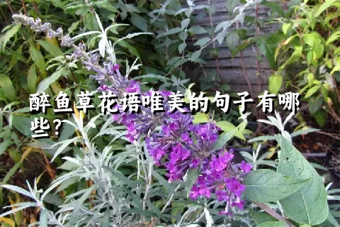 醉鱼草花语唯美的句子有哪些？