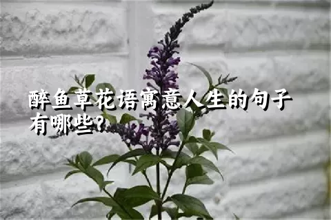 醉鱼草花语寓意人生的句子有哪些？