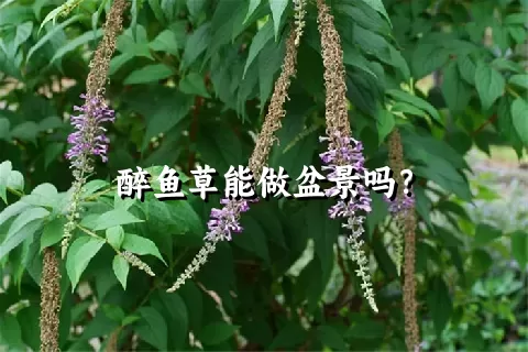 醉鱼草能做盆景吗？