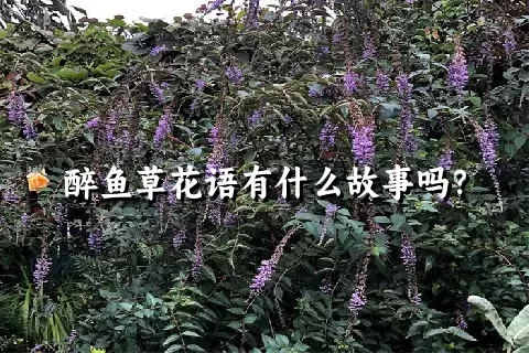 醉鱼草花语有什么故事吗？