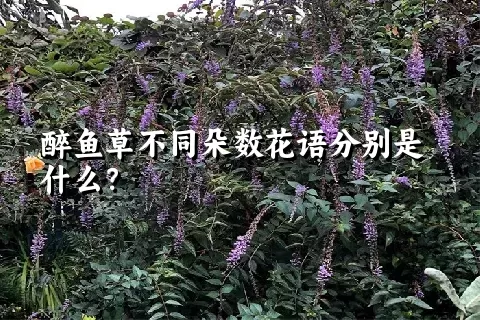 醉鱼草不同朵数花语分别是什么？