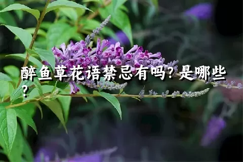 醉鱼草花语禁忌有吗？是哪些？