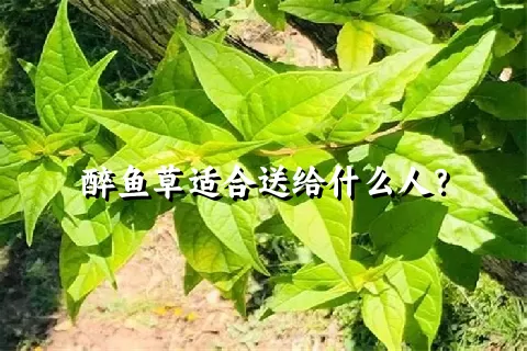 醉鱼草适合送给什么人？