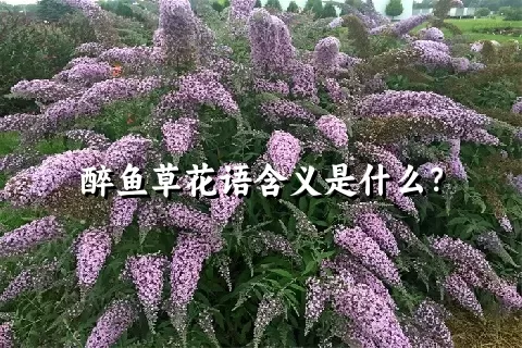 醉鱼草花语含义是什么？