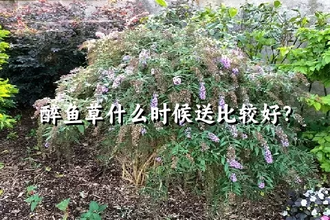 醉鱼草什么时候送比较好？