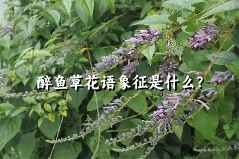 醉鱼草花语象征是什么？