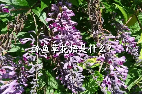 醉鱼草花语是什么？