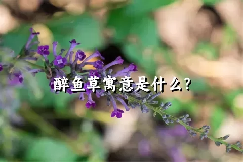 醉鱼草寓意是什么？