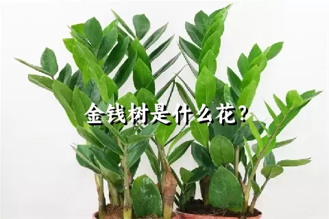 金钱树是什么花？