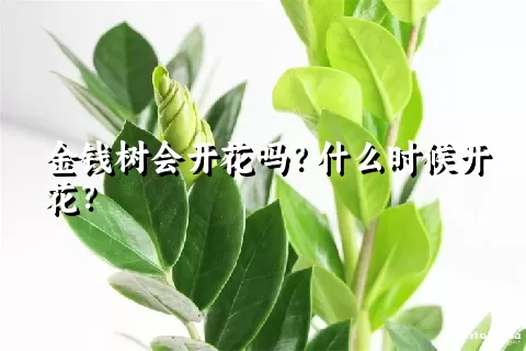 金钱树会开花吗？什么时候开花？