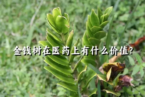 金钱树在医药上有什么价值？